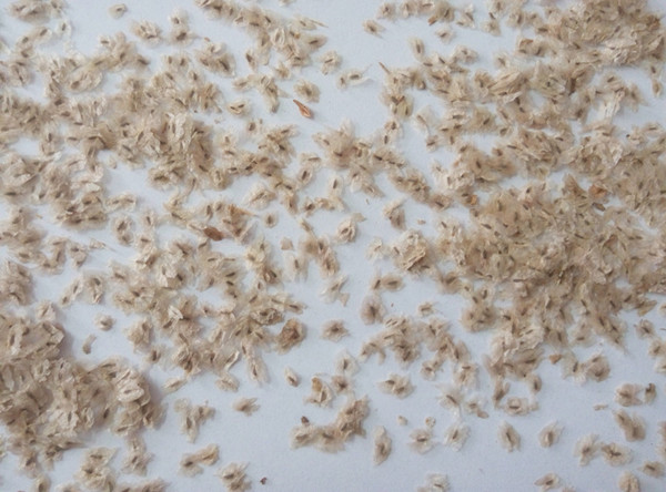 तेजी से बढ़ रहा paulownia पेड़ बीज Paotong