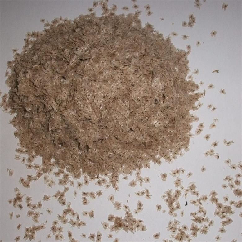 शेडोंग रॉयल पुलाविया बीज हाइब्रिड 9501