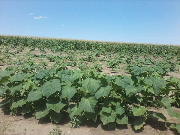 वसंत रोपण paulownia जड़ कटौती स्टंप संकर 9501, शान टोंग, elongata, tomentosa, fortunei