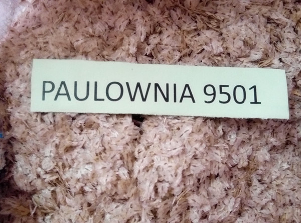 मजबूत अनुकूलनशीलता विभिन्न प्रकार के प्रमाण पत्र के साथ paulownia बीज