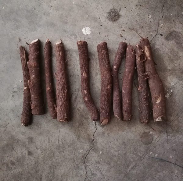 Super fresh paulownia root hybrid 9501 cut from 2018