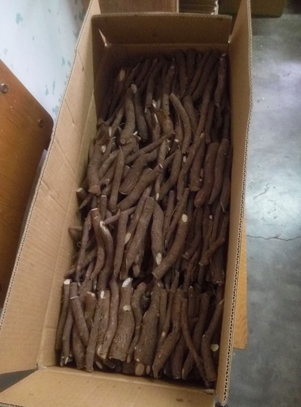 Competitive price paulownia roots for breeding