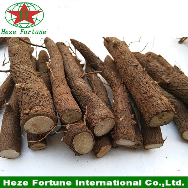 The fastest growing hardwood tree paulownia root cutting on the planet