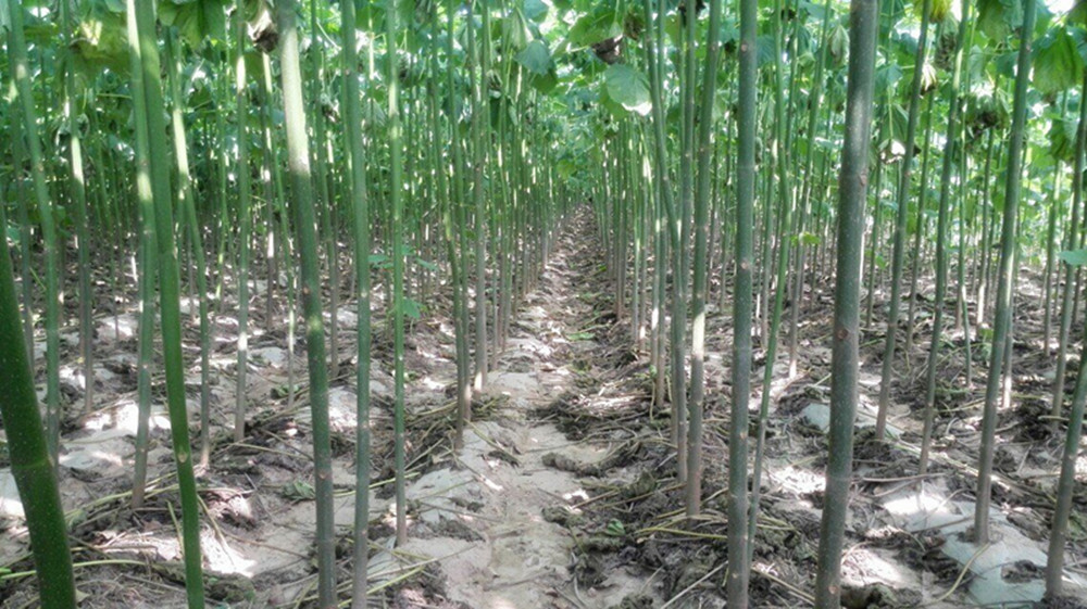 The fastest growing hardwood tree paulownia root cutting on the planet