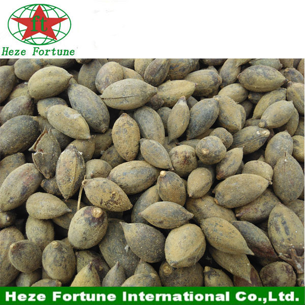 The fastest growing rate tree paulownia shan tong seeds for breeding