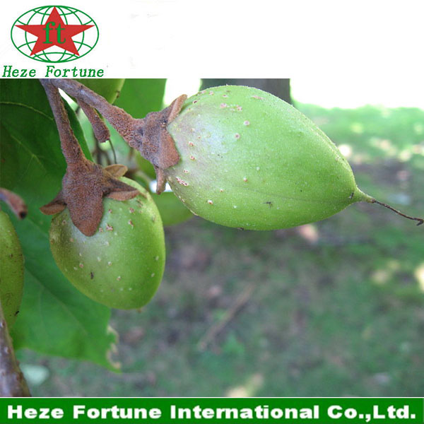 The fastest growing rate tree paulownia shan tong seeds for breeding