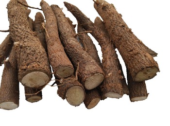 Top growing rate paulownia shan tong roots cutting