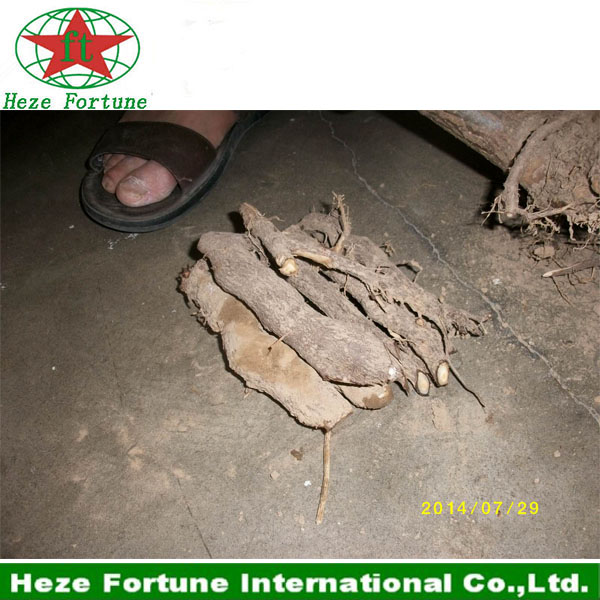 Top growing rate paulownia shan tong roots cutting