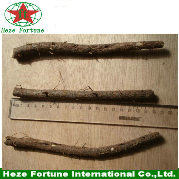 Top growing rate paulownia shan tong roots cutting