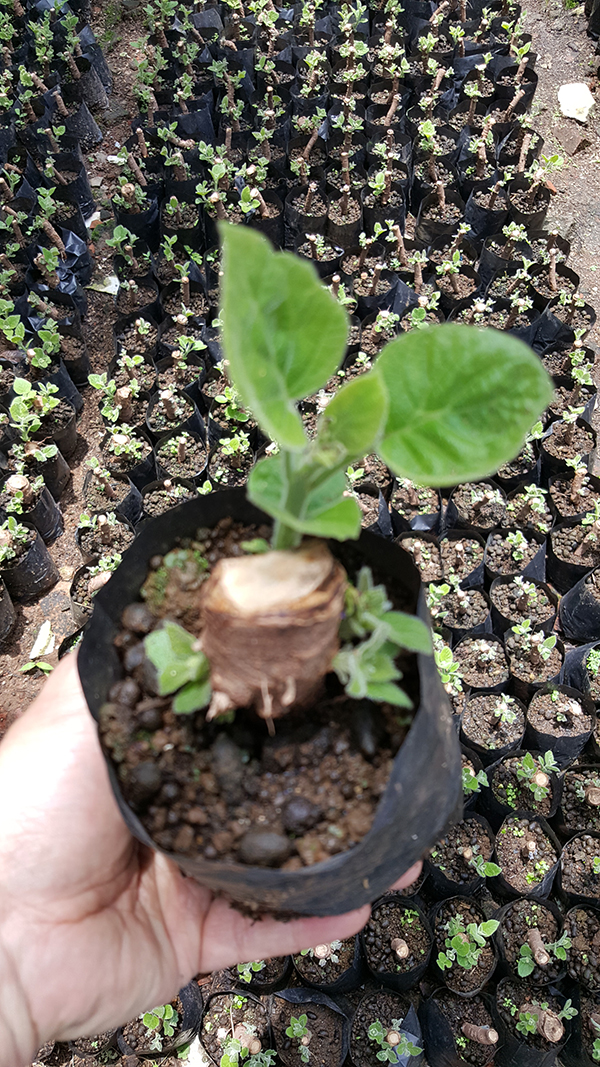أعلى جذور البقاء على قيد الحياة معدل paulownia مع شهادة معتمدة