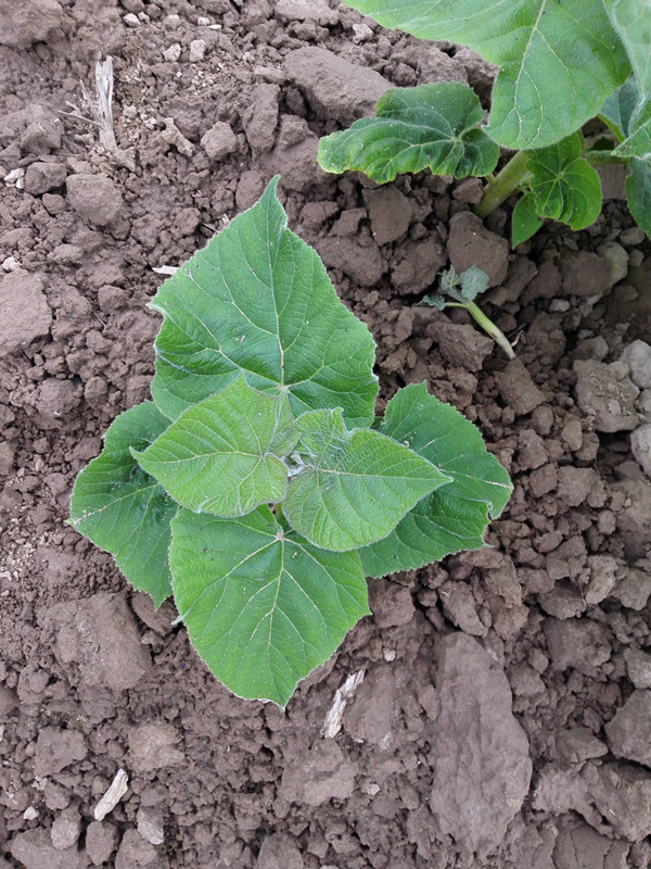 Very easy survive paulownia root cut stump from Heze Fortune