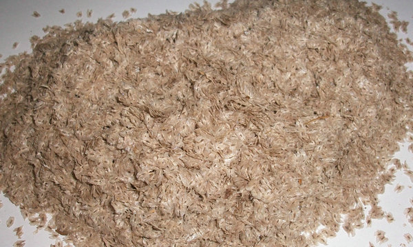 तेज paulownia बीज shantong संकर बढ़ रही -25 डिग्री 45 के लिए अनुकूल