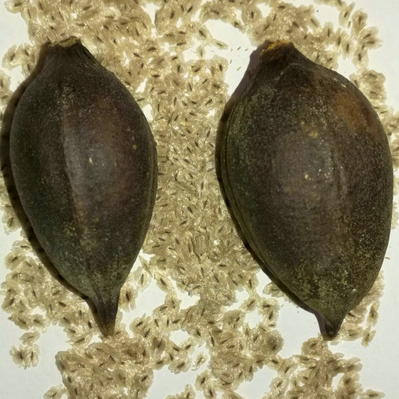 fast grow high purity hybrid species royal empress tree paulownia 9501 seeds