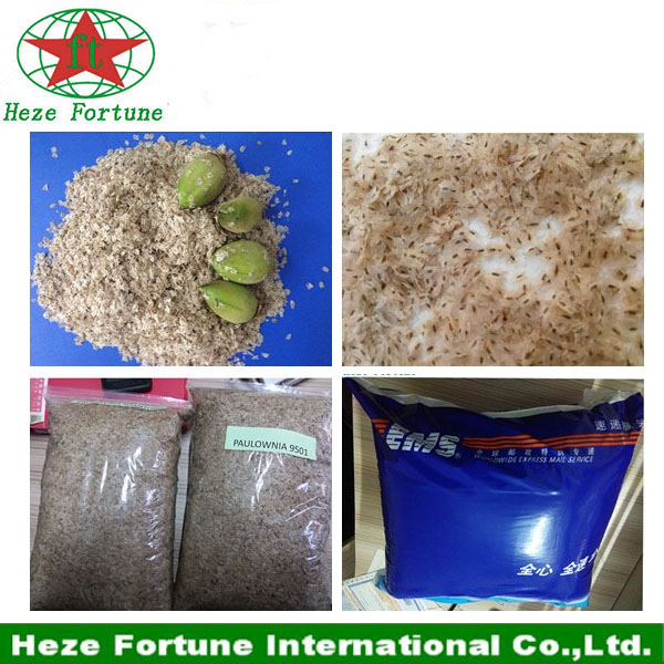 तेजी से बढ़ रही है सबसे अच्छा प्रजातियों paulownia संकर 9501 बीज, जड़ काटने