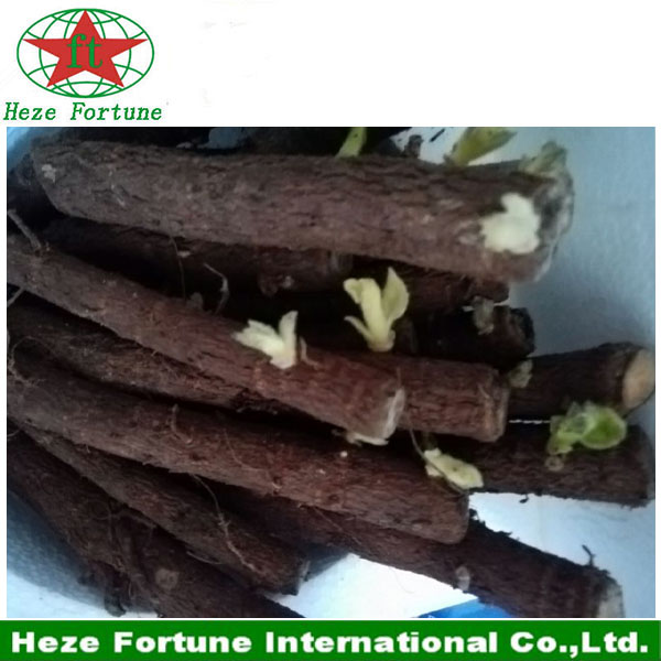 high quality cold resistant fast growing hybid paulownia elongata roots cutting and seeds