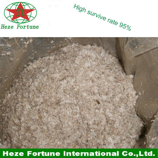 लकड़ी के लिए सबसे तेजी से बढ़ रही पेड़ paulownia elongata बीज