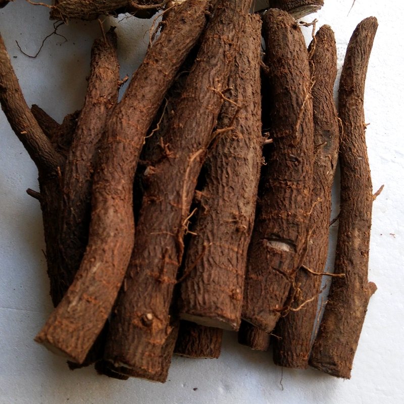 New types paulownia roots for sale