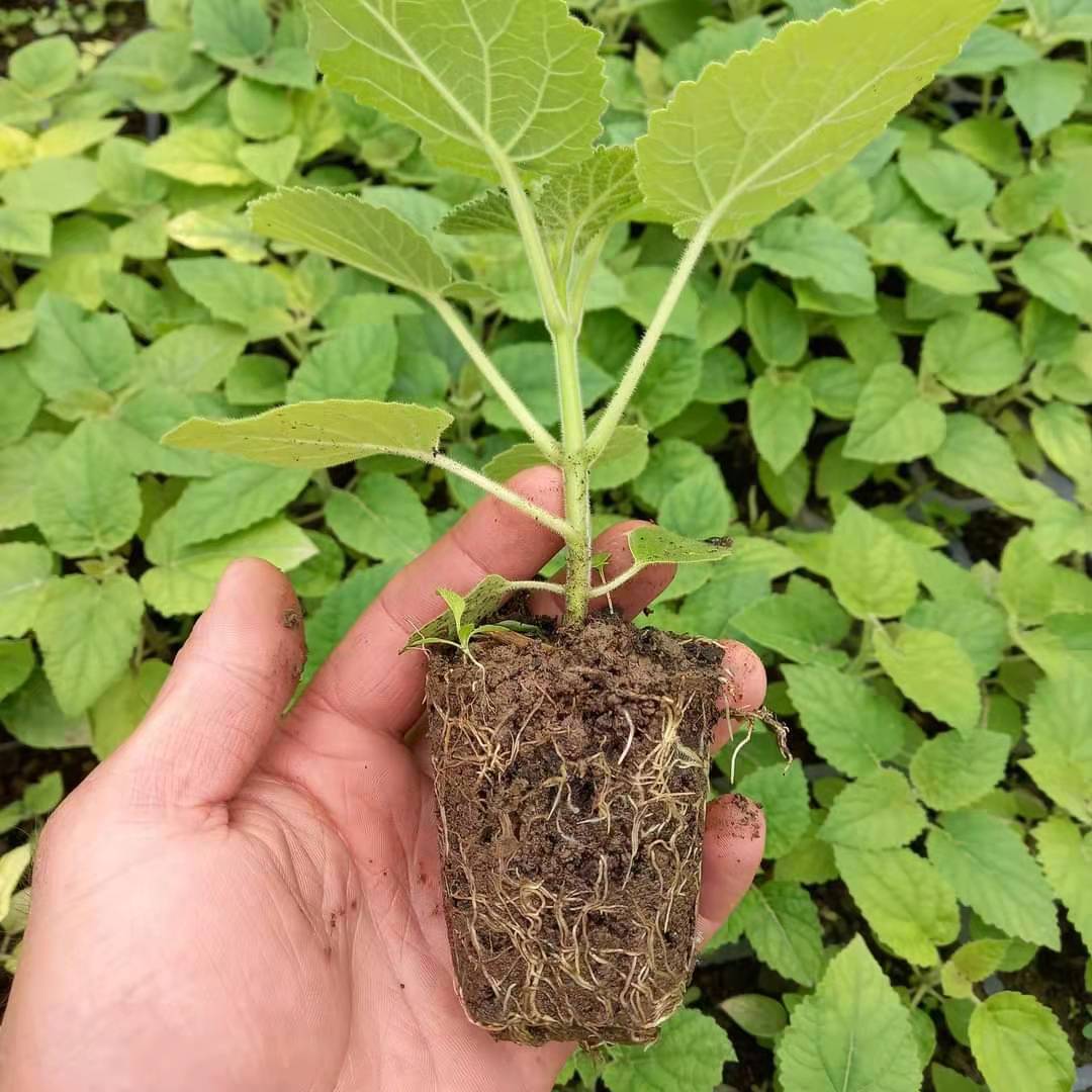 बिक्री के लिए Paulownia Roots