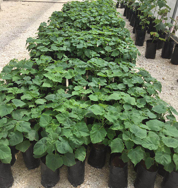 paulownia seeds and roots for sale