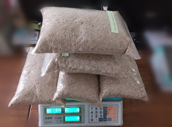 paulownia shantong seed,root cutting and stump for new planter plant big tree