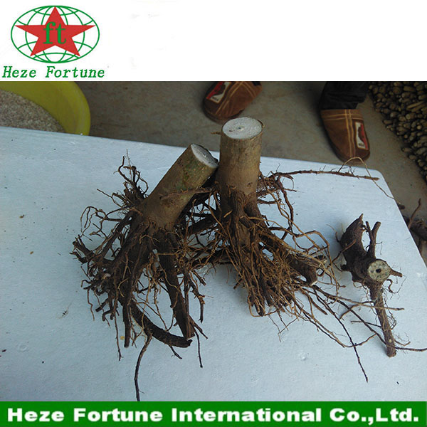 paulownia स्टंप उच्च दर जीवित रहने