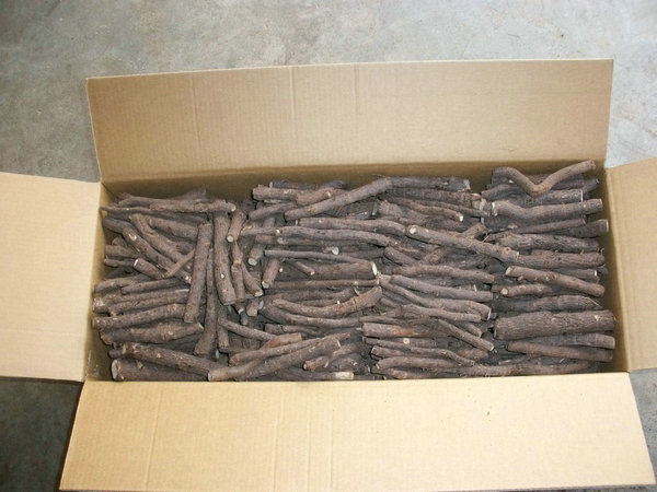 वृक्षारोपण के लिए थोक ठंड प्रतिरोधी paulownia जड़ काटने