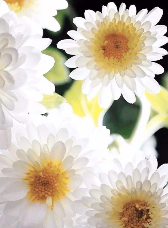 How to Celebrate the Double Ninth Festival