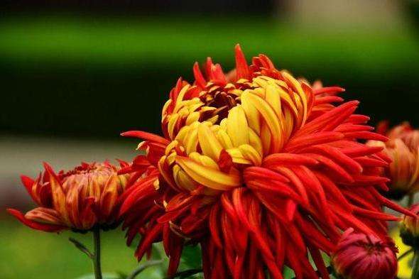 How to Celebrate the Double Ninth Festival