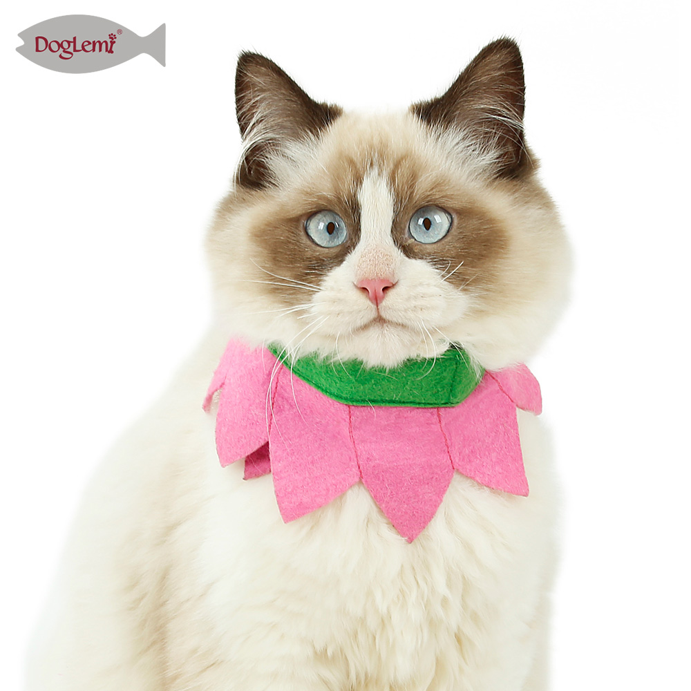 Collar de flores de gato