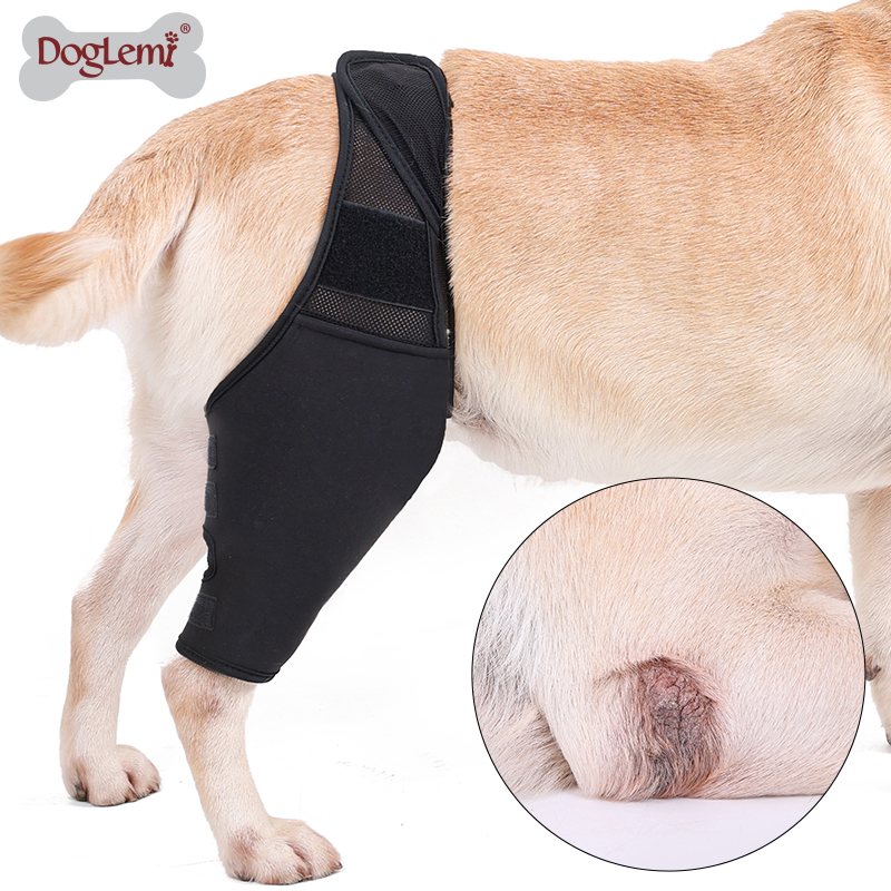 Perspectiva de la pata de la pierna frontal de la parte posterior delantera PROTECTOR DE PET PET PROTECTOR DE RODIENDA HOCHA DE PIERNAS DE PIERNA PARA LA PISTA TINTA PET PET BRACE CUALS
