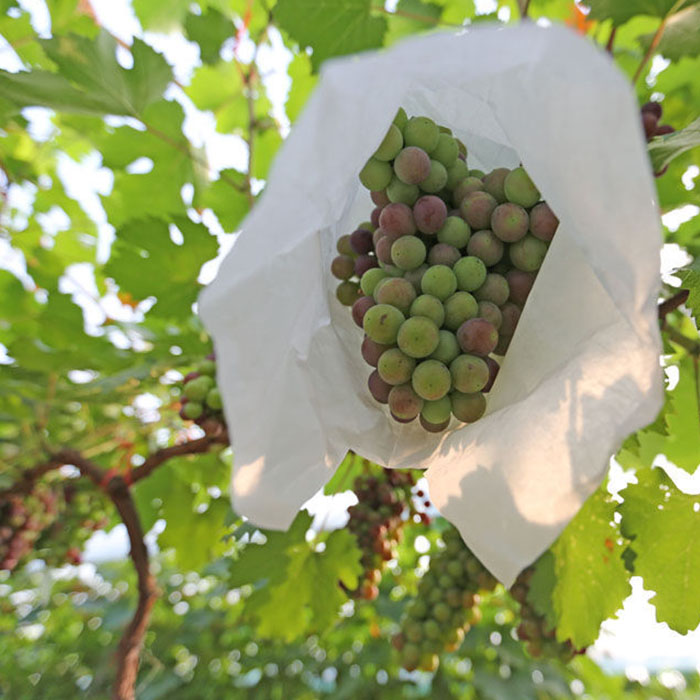 China Grape Bags Wholesale, China Grape Bags Polypropylene Nonwoven Protective Bag For Fruit, Fruit Protection Bag Company