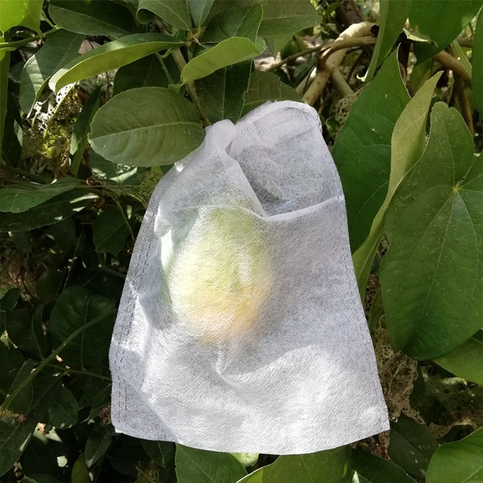 Mango Cover Supplier, Polypropylene Non Woven Spunbond Mango Cover, Mango Protection Cover Factory In China