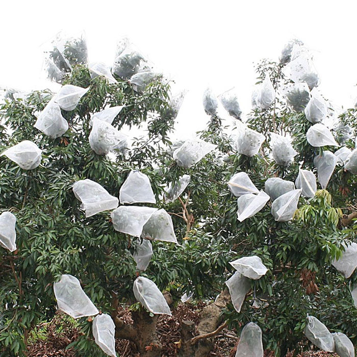 Mango Cover Supplier, Polypropylene Non Woven Spunbond Mango Cover, Mango Protection Cover Factory In China