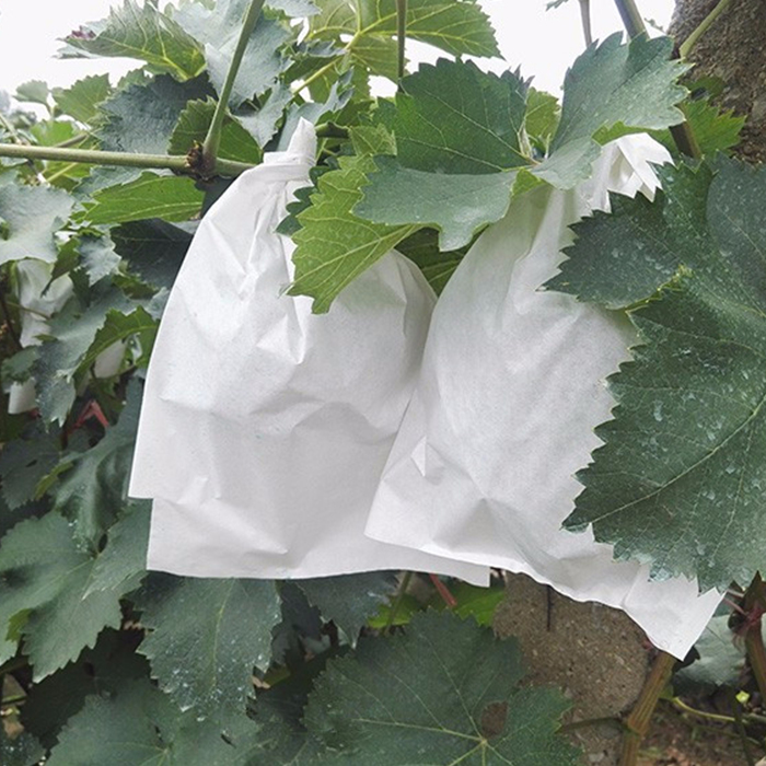 Meyve Koruma Torbaları Toptan, Çevre DostuFruit Koruma PP Non-woven Çanta, Çin'de Meyve Satıcı Torbaları Büyüyen