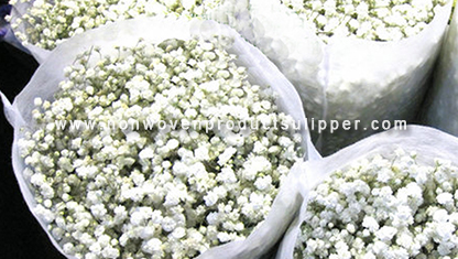 China China Großhandelsblumen-Geschenk, das nicht Gewebe für Blumenmarkt einwickelt Hersteller